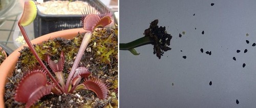 Semi dionaea muscipula - semi, di