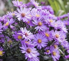 NEW ENGLAND ASTER SEEDS (Aster