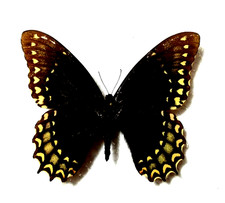 papilio morelius maschio non