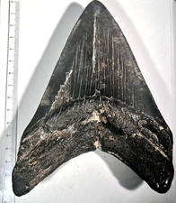 Grande dente fossile di Otodus