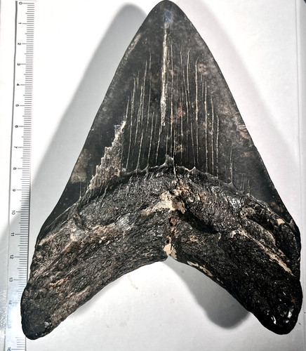 Grande dente fossile otodus - fossile, di