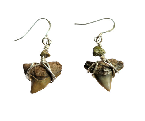 Fossil toro dente - fossil, di