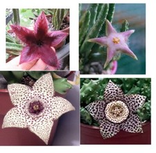 4 Steli NON radicati Stapelia Variegata, Hirsuta, Divaricata, Orbea Pulchella