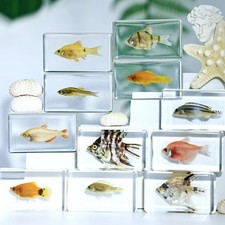 Esemplare di pesce tropicale