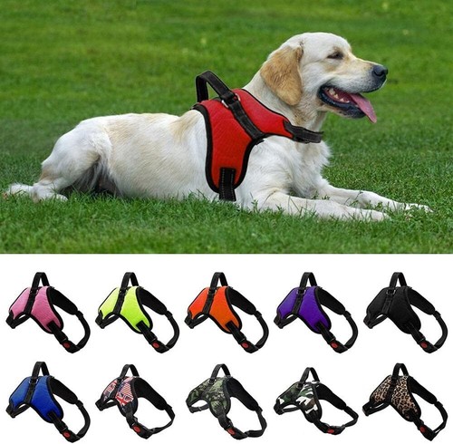 Pettorina per cane sport - cane,