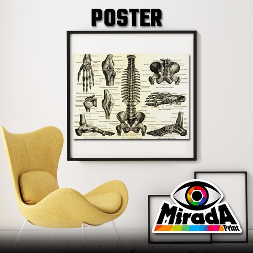 Poster anatomia ossa studio - poster,