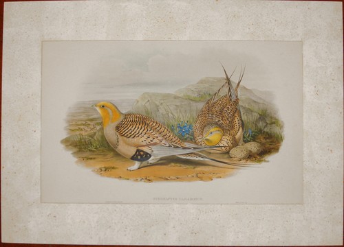 Gould syrrhaptes paradoxus - j,