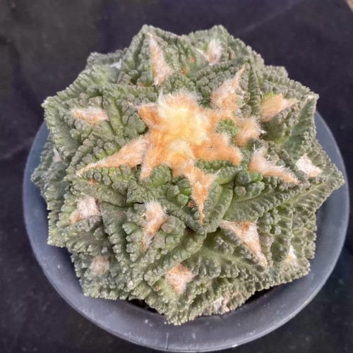 Ariocarpus retusus forma - , di