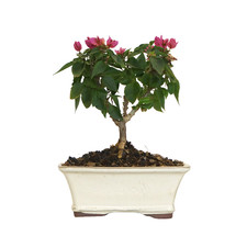 KENTIS - Bonsai Bougainvillea