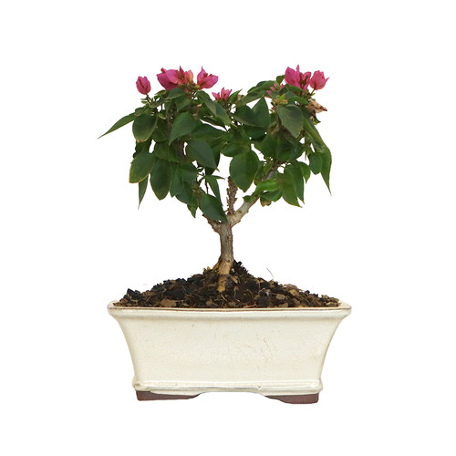 Kentis bonsai bougainvillea - -,