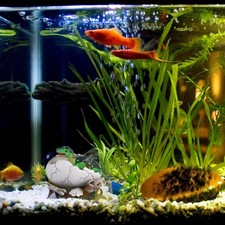  Decorazioni Per Acquari