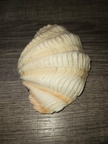 Conchiglia ruffle clam - clam, mezza