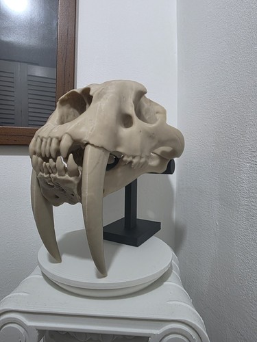 Saber toothed tiger - saber-toothed,