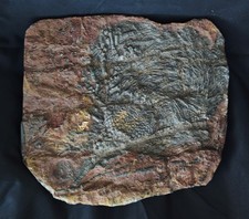 Fossile Crinoide