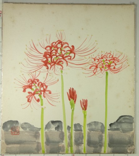 Is619 shikishi pianta fiore - is619,