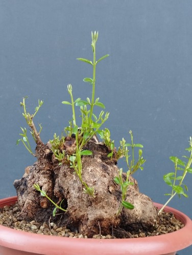 Bonsai olivastro 30x30cm - olivastro,