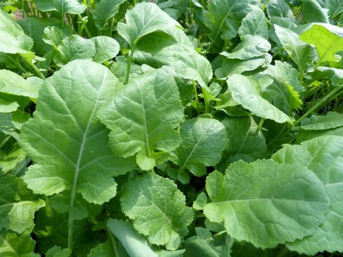 Texel greens ethiopian - greens,