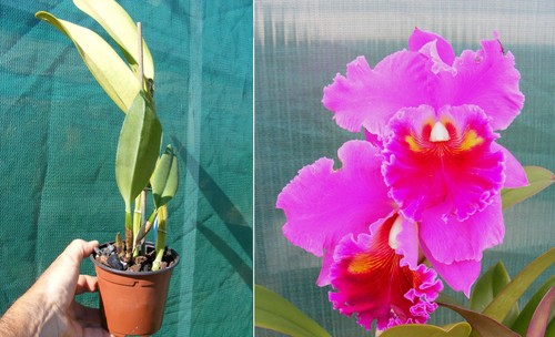 Cattleya king taiwan - cattleya,