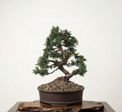 Bonsai ginepro chinensis - bonsai,