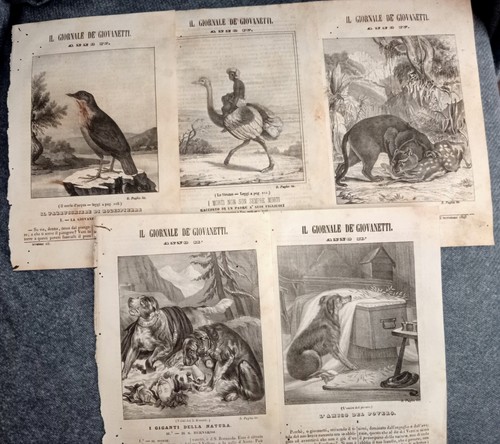 1841 animali vari 5 - vari-n.,