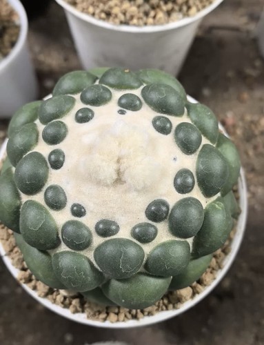 Vendita raro cactus