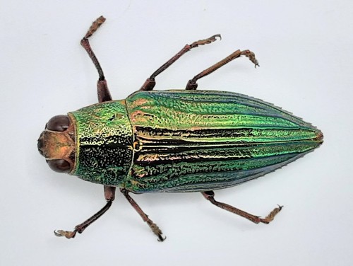 Buprestidae crisodema eximia - buprestidae,,