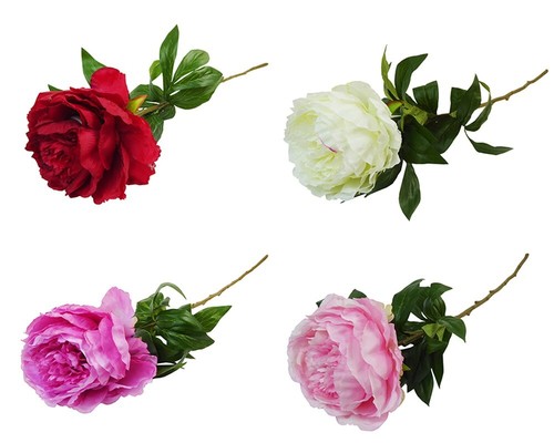Peonia singola 60 - peonia,
