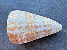 Pulsante cono syn - /,