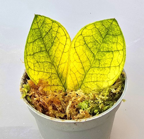 Zamioculcas zamiifolia - zamioculcas,