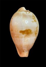 Seashell  Cypraea hirasei 50mm