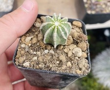 Aztekium hintonii cactus - hintonii,
