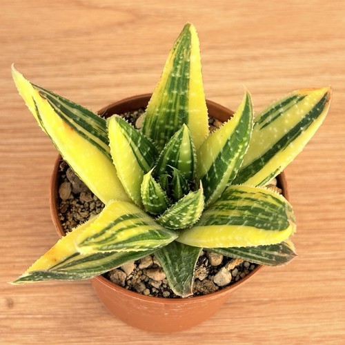 Gasteraloe beguinii - , f