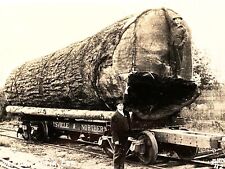 1910 RPPC: Logging DOUGLAS