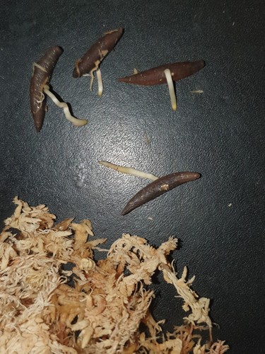 Licuala mattanensis semi - licuala,