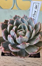 Echeveria hera variegata - hera,