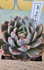 Echeveria Hera variegata