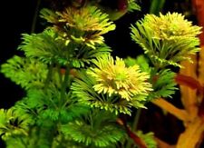 5 steli Tra limnophila, Ceratophillum, Hidrocotyle, Sagittaria, Vallisneria E ..