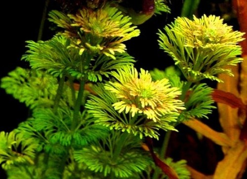 Steli tra limnophila - 5,