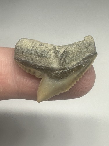 Dente squalo tigre - dente,