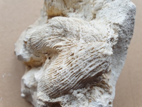 Splendido gradino corallo - ,