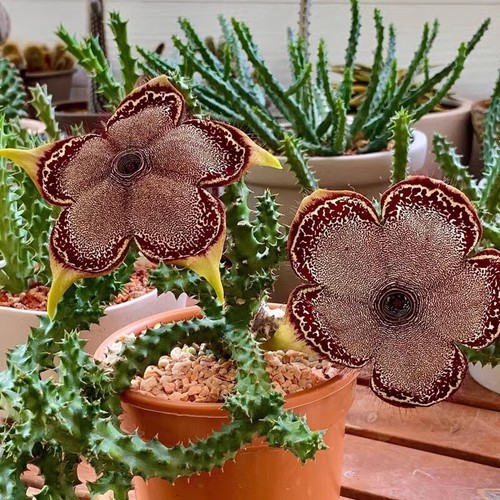 Pianta cactus succulenta 6 - pianta,