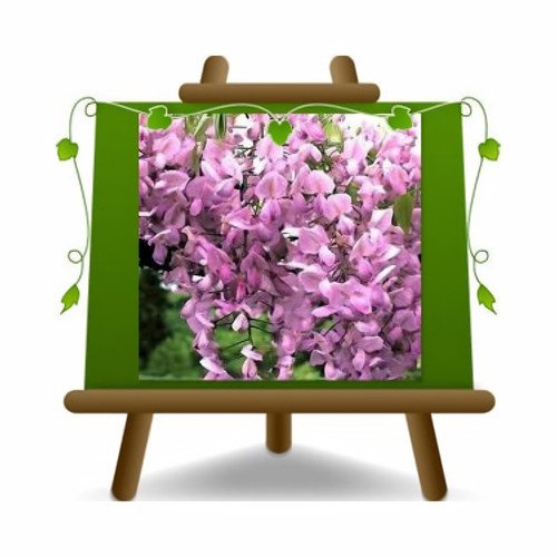 Wisteria brakybotrys showa - wisteria,