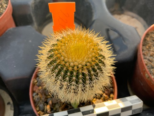 418 uebelmannia pectinifera - uebelmannia,