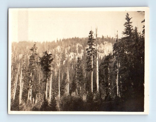 Vecchia foto epoca - vecchia, foresta