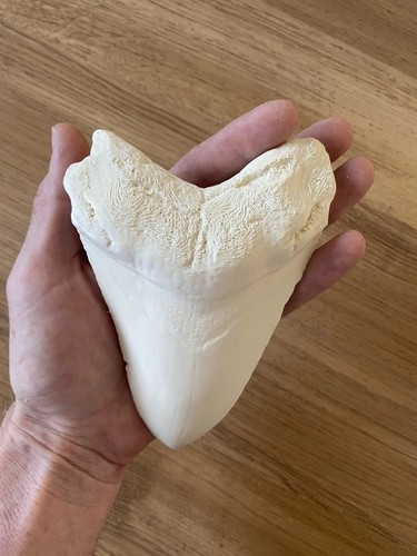 Replica megalodon shark tooth - shark,