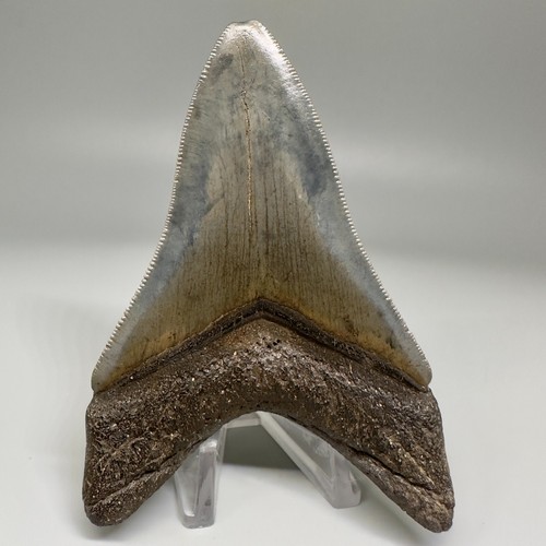 Dente squalo megalodon - dente,