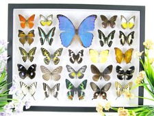 Vere bellissime farfalle