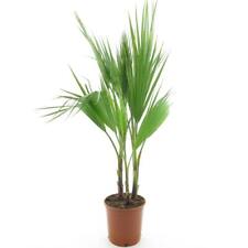 Palma messicana "Washingtonia robusta" pianta in vaso ø16 cm h. 50/60 cm