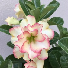 5 semi di Adenium obesum BRIDE