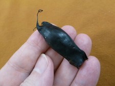 (s800-154) Small Catshark egg